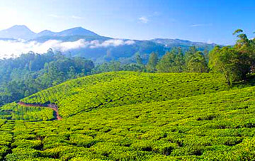 Kerala Tour Packages